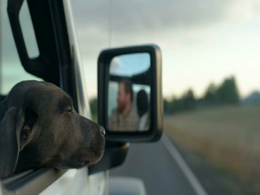 Quick Write - A Dog Adventure Thinking Feeling Prompt Pack