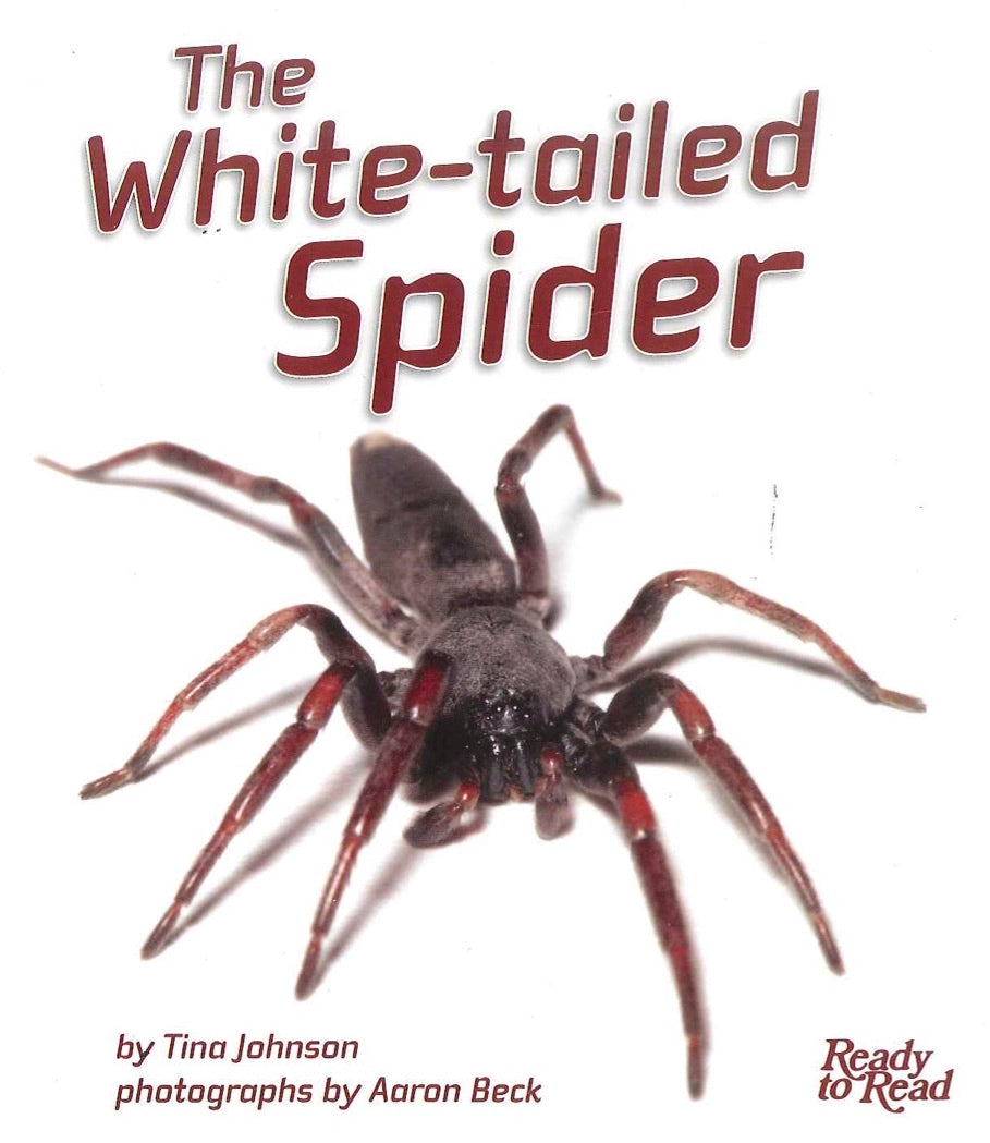 Gold: The White-tail Spider Text and Audio